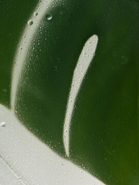 Close-up of a dark green monstera leaf behind frosted glass covered with water droplets. Elongated openings in the leaf reveal a pale background, creating a vertical botanical texture for backgrounds