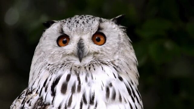 Siberian eagle owl with orange eyes, majestic white owl portrait in nature, close-up of nocturnal bird of prey with spotted feathers