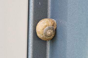 Land snail attached to a dark metal surface in close-up © Bambi and Sunny