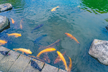 Colorful koi swimming in clear spring-fed water in Shimabara, Nagasaki © Bambi and Sunny