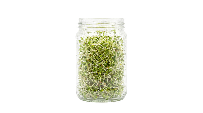 Fresh green alfalfa sprouts in glass jar, organic microgreens for healthy diet, raw vegan superfood on white background