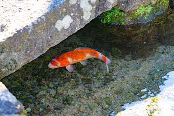 Orange and white koi swimming in crystal-clear spring water in Shimabara © Bambi and Sunny