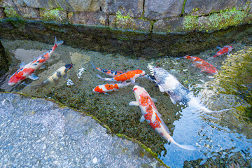 Group of colorful koi swimming in clear spring-fed water in Shimabara © Bambi and Sunny