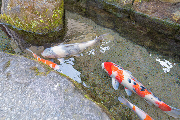 Colorful koi carp swimming in clear spring water in Shimabara, Nagasaki © Bambi and Sunny