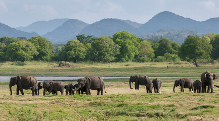 A herd of wild elephants graze on grassland adjacent to the tank (reservoir) within Minneriya National Park near Habarana in central Sri Lanka. © Thomas