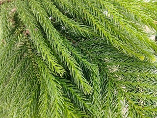 Norfolk Island pine tree branches texture full frame lush green Araucaria heterophylla coniferous foliage macro background © Design Element