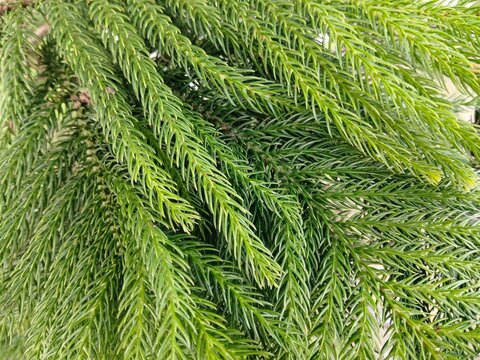 Norfolk Island pine tree branches texture full frame lush green Araucaria heterophylla coniferous foliage macro background