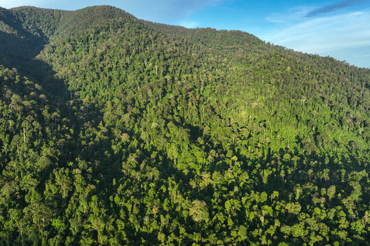 Leuser Ecosystem Forest in Aceh, Indonesia