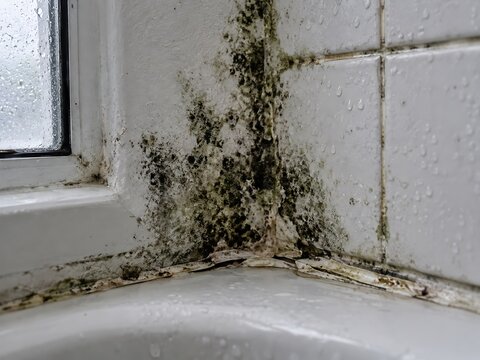 A close up of black mold growing in the corner of a bathroom window frame on white tiles and white painted walls with water droplets visible