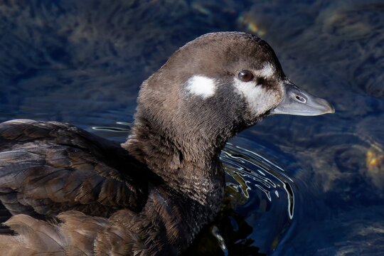 シノリガモ(Harlequin Duck)の雌の顔アップ