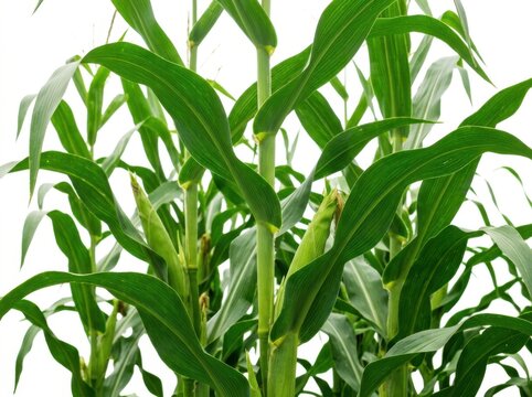 Fresh green corn plant stalks with long leaves growing in a farm field during a bright summer season