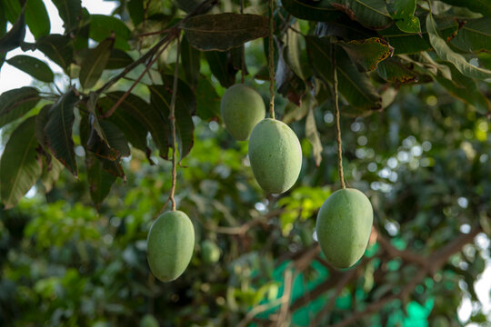 picture of the raw green mangoes in the orchard for sale in the mango market 