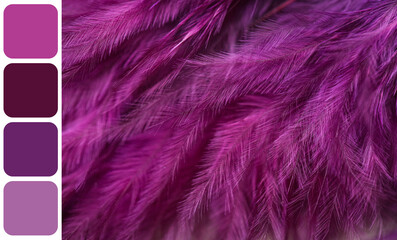 Obraz premium Luxury and fashion texture, purple feathers background with color palette swatches for interior design and creative branding projects