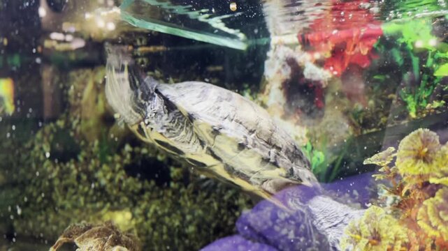 Red eared slider turtle swimming underwater in a tank. Exotic pet reptile moving slowly through its aquatic habitat. Wildlife animal footage.