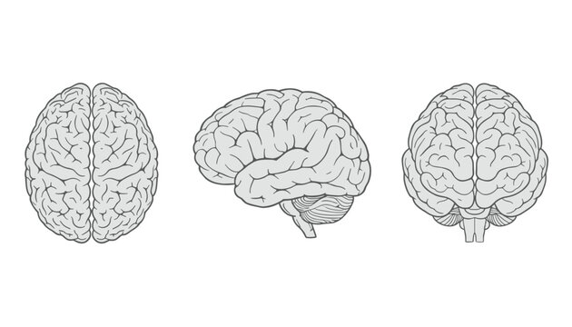 Scientific grey diagrams of the human brain showing detailed top, side, and front views on a white background.
