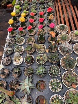 cactus plants in a pot