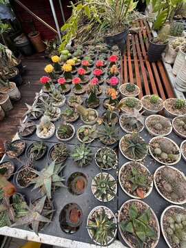 succulents