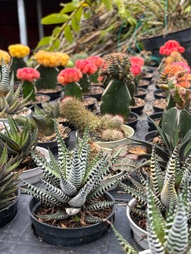 cactus in garden