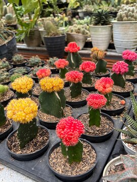 cactus pots in the garden