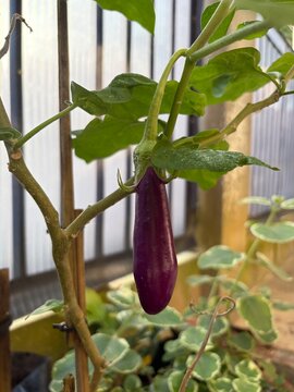 eggplant in the garden