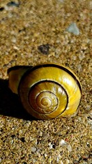 shell on the sand © Inga