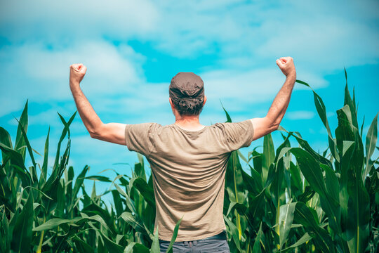 Rear view of a satisfied farmer looking over thriving maize crops with arms raised in victory. Agribusiness success, crop growth and rural accomplishment theme.