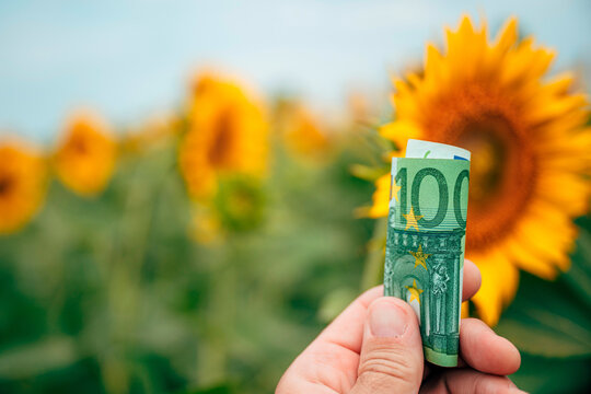 Hand holding folded euro banknote against sunflower field, conveying agricultural income, farm payments, renewable energy value and the connection between nature and finance.
