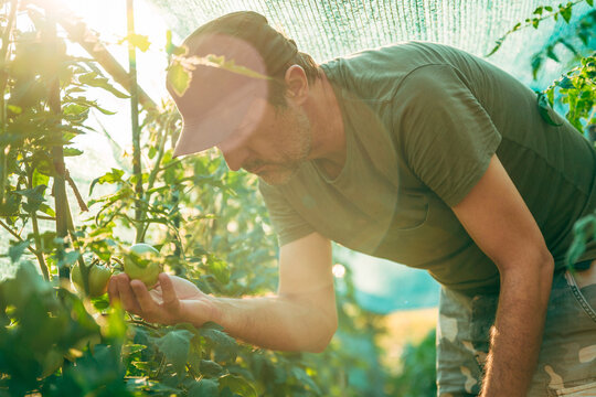 Farmer carefully examining unripe tomato plants inside a greenhouse bathed in warm morning sunlight.