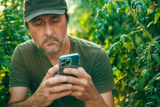 Agronomist checking agricultural data on a mobile phone while inspecting unripe tomato crops in a sunlit greenhouse. Precision farming, horticulture and food production theme.