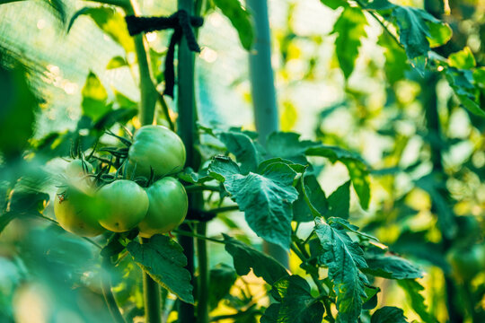A cluster of green, unripe tomatoes growing on a vine tied to a stake inside a greenhouse, surrounded by vibrant green leaves and back-lit by warm natural sunlight.