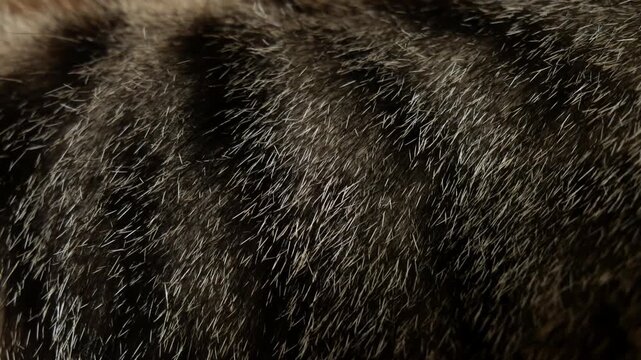 Extreme Macro of Sunlit Animal Fur Strands Glowing Against Dark Shadow