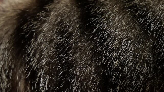 Extreme Macro of Sunlit Animal Fur Strands Glowing Against Dark Shadow