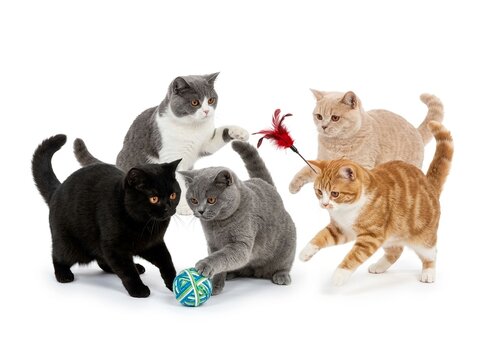 Playful British Shorthair cats Group Playing. For pet care, cat breed advertising, veterinary services, pet toy branding, animal behavior, dynamic action, and feline friendship