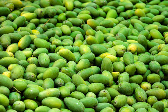 picture of the raw green mangoes in the orchard for sale in the mango market 