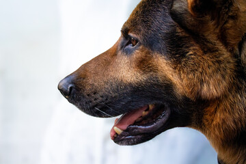 German Shepherd dog profile portrait close up with open mouth isolated on white copy space background © Kateryna Zinenko 