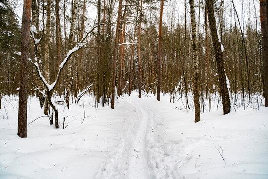 A path trodden through the snow into the forest. A panorama of a snow-covered winter forest with trees. An empty view of a place suitable for a health walk and hike.