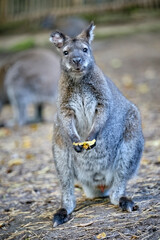 Bennett-Känguru ( Notamacropus rufogriseus ). © Michael