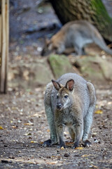 Bennett-Känguru ( Notamacropus rufogriseus ). © Michael