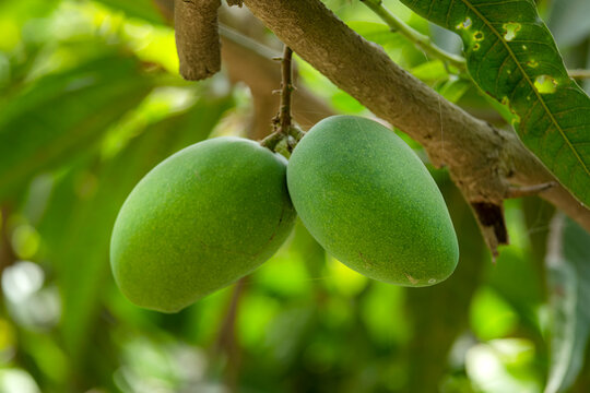 picture of the raw green mangoes in the orchard for sale in the mango market 