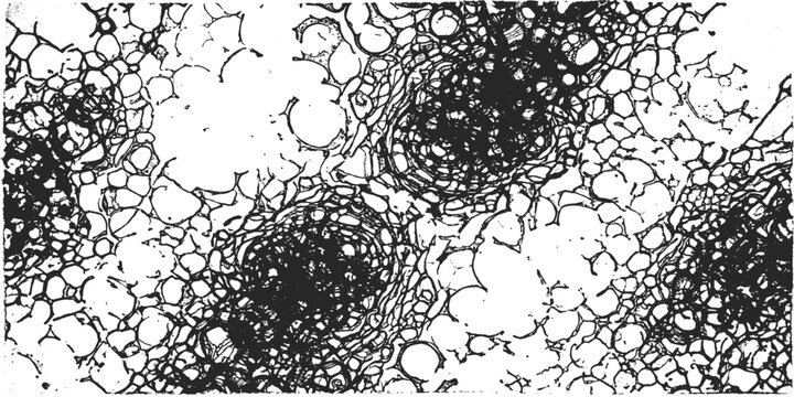 Microscopic view of plant tissue: A close-up, black and white micrograph reveals the intricate cellular structure of plant tissue, showcasing xylem and phloem bundles within parenchyma cells.