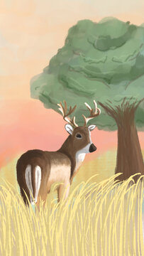 deer in the forest