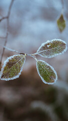 Nature iPhone wallpaper background, leaves covered with frost at Buachaille Etive Mor © Rawpixel.com