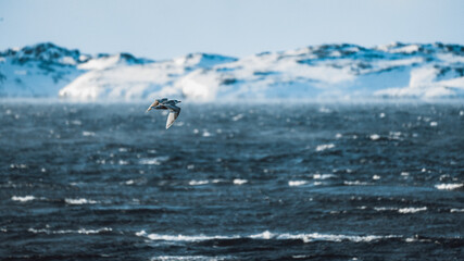 Obraz premium Ocean desktop wallpaper background, seagull flying over the sea in Greenland