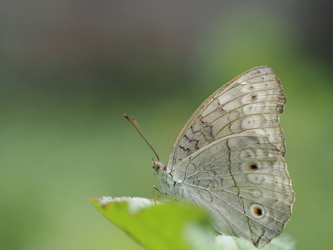 macro close-up of Grey Pansy butterfly (Junonia atlites) showing underwing eyespots, fine veins, and antennae. Isolated side view on green leaf with clean blurred background