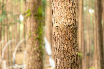 Fototapeta premium Pine tree trunks in a natural forest, showcasing detailed rough brown bark textures with blurred woodland in the background.