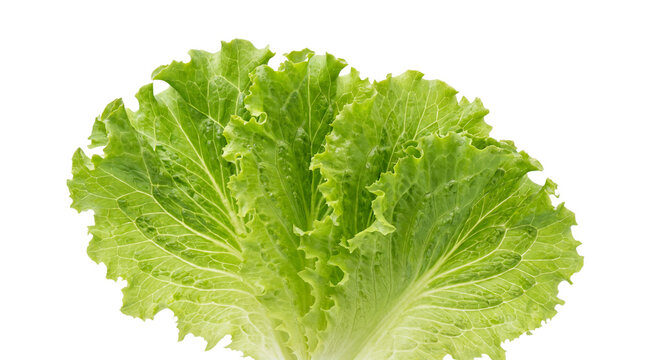 Fresh green lettuce leaves isolated on white background, crisp organic salad greens, raw vegetable for healthy cooking