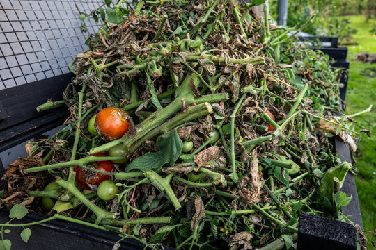 Discarded Tomato Vines and Rotten Fruit Filling a Garden Compost Bin