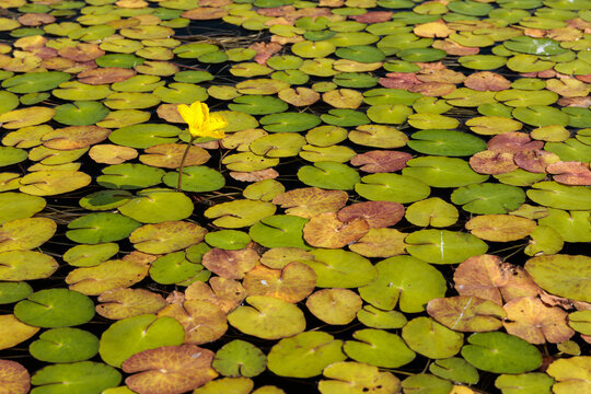 Nymphoides peltata. Yellow false water lily. Floating leaves and yellow flower.