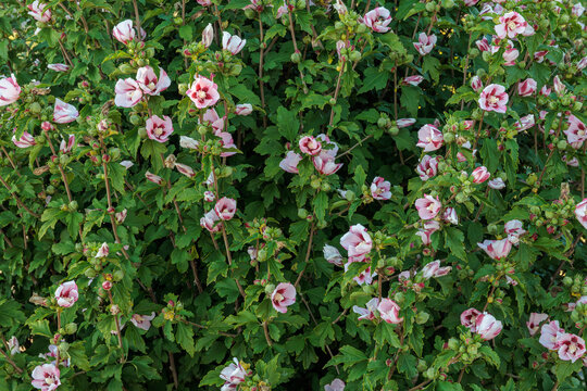 Hibiscus syriacus. Flowering shrub of the Syrian Hibiscus, Rose of Syria or Althea.