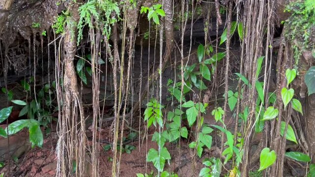 Dense aerial roots and jungle vines hanging down a mossy rock wall in a humid tropical rainforest, with fresh green leaves growing among the roots,  natural texture and jungle atmosphere